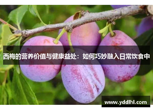 西梅的营养价值与健康益处：如何巧妙融入日常饮食中